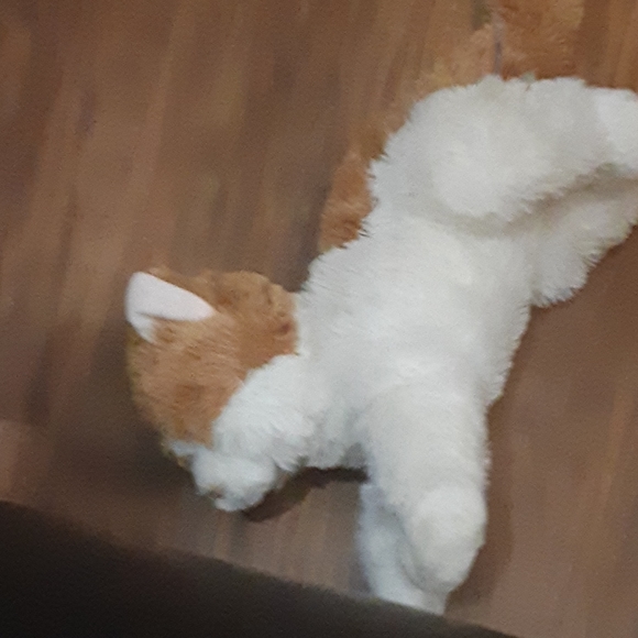 Fluffy cat - Picture 3 of 4